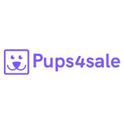 Labrador cross puppies