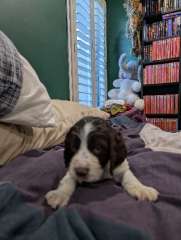 GALAXY SpaceFaring Pups Available