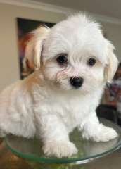 2 male Maltese puppies looking for their new home 