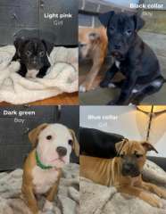 American Staffy x puppies