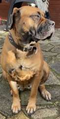 Bullmastiff pups