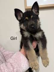 German shepherd puppies READY NOW