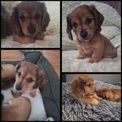Mini Longhaired Dachshund Puppy&#039;s