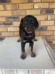 8 Rootweilers puppies for sale