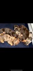 Miniature Dachshunds 