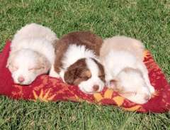 Cute Border Collie Puppies For Sale 