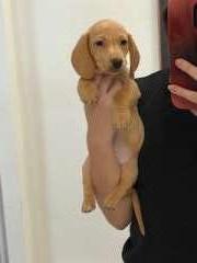 Adorable Dachshund Puppy Only 1 Left 