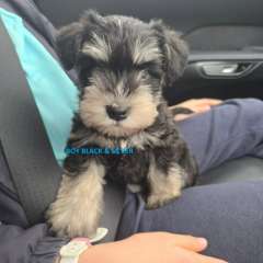 Pure Bred Miniature Schnauzer Pups