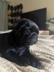 Pug - male - black puppy