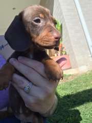 Male miniature dachshund