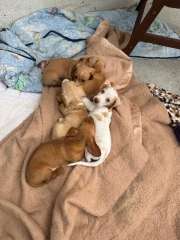 Mini Dachshunds Puppy 