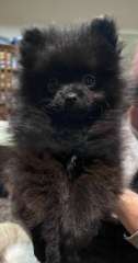 Pomeranian  pure bred pups for sale