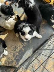 Border collie puppies 
