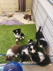 Border Collie Puppies for sale 