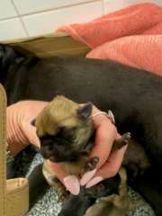 Pugalier Puppies for Sale