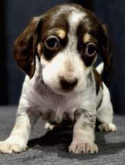 Adorable Miniature Dachshunds 
