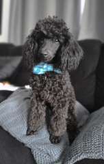 Purebred miniature poodle puppies