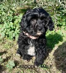 Toy Cavoodle Cavalier King Charles X Toy Poodle Male female 