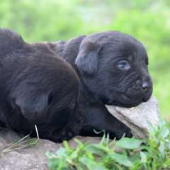 Chocolate Labrador Puppies