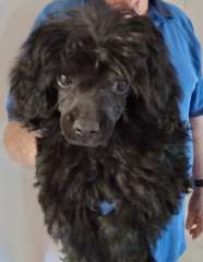 Hypoallergenic Griffoodle puppies 