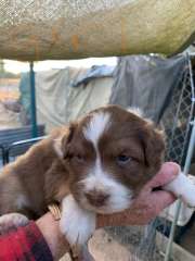 Australian Shepherd Red Tri puppies