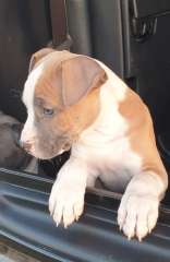 American Staffordshire Pups - Purebreed