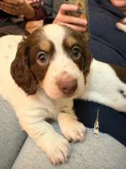Long &amp; Short Haired Piebald Miniature Dachshunds
