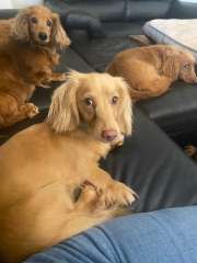 Longhaired Dachshunds Various Ages