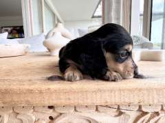 Purebred Long hair cream miniature dachshund puppies 